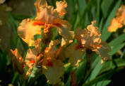 colorful orange iris blossoms